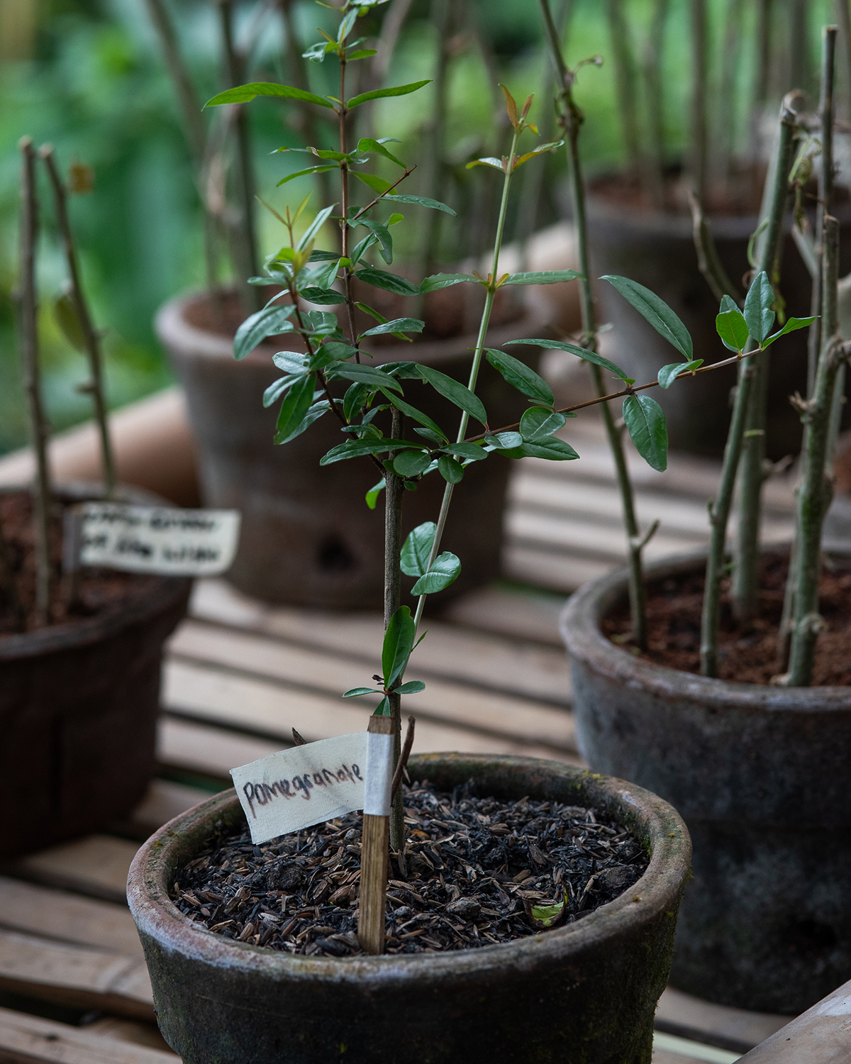 ThePunchCommunity_Featured_Room4Dessert_Miyawaki Forest 11