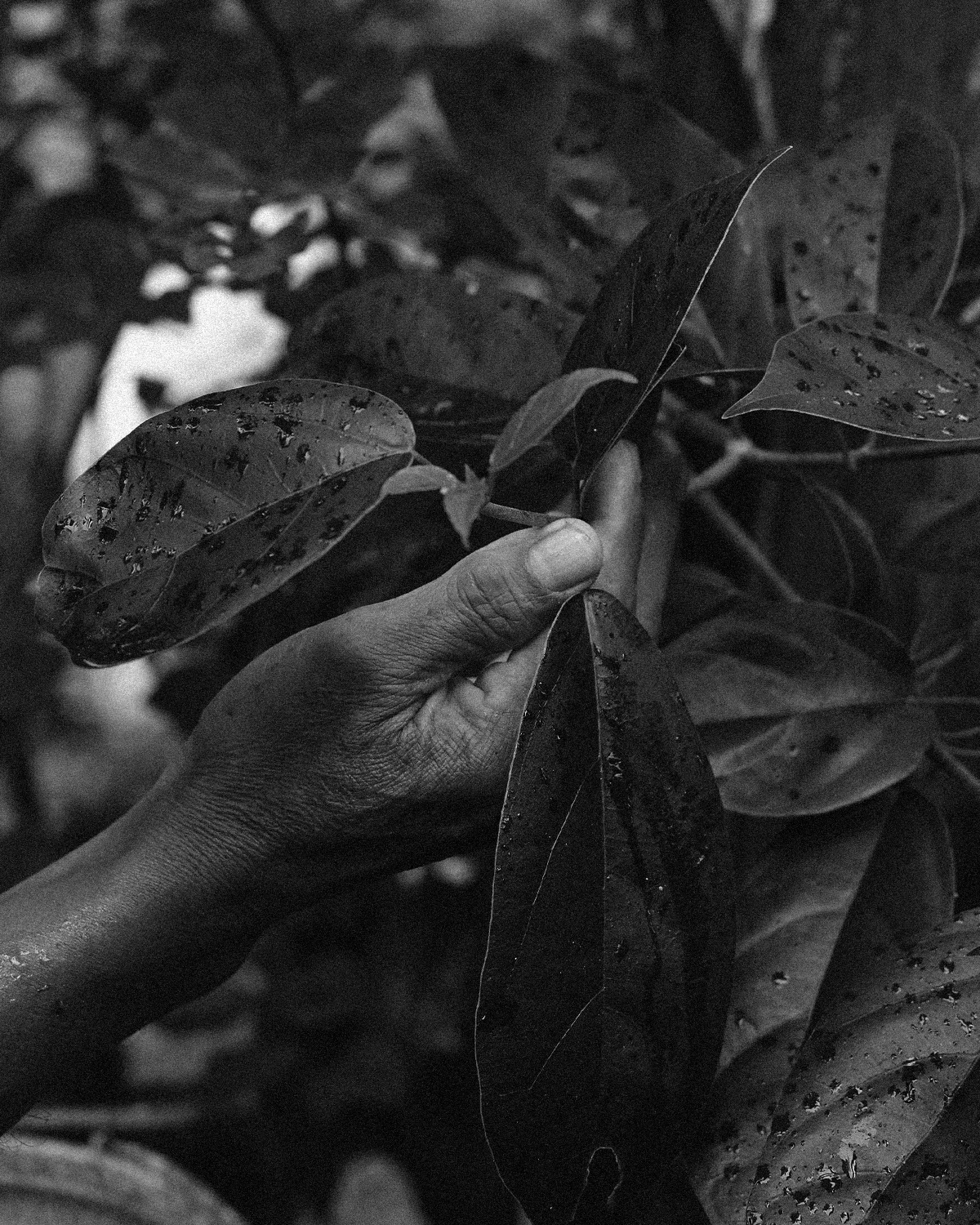 ThePunchCommunity_Interview_Buahan_ABanyanTreeEscape_6