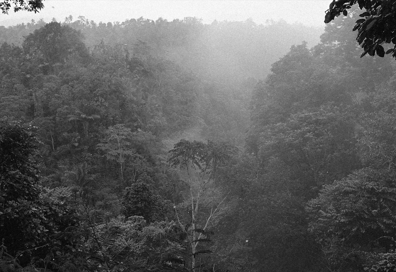 ThePunchCommunity_Interview_Buahan_ABanyanTreeEscape_9