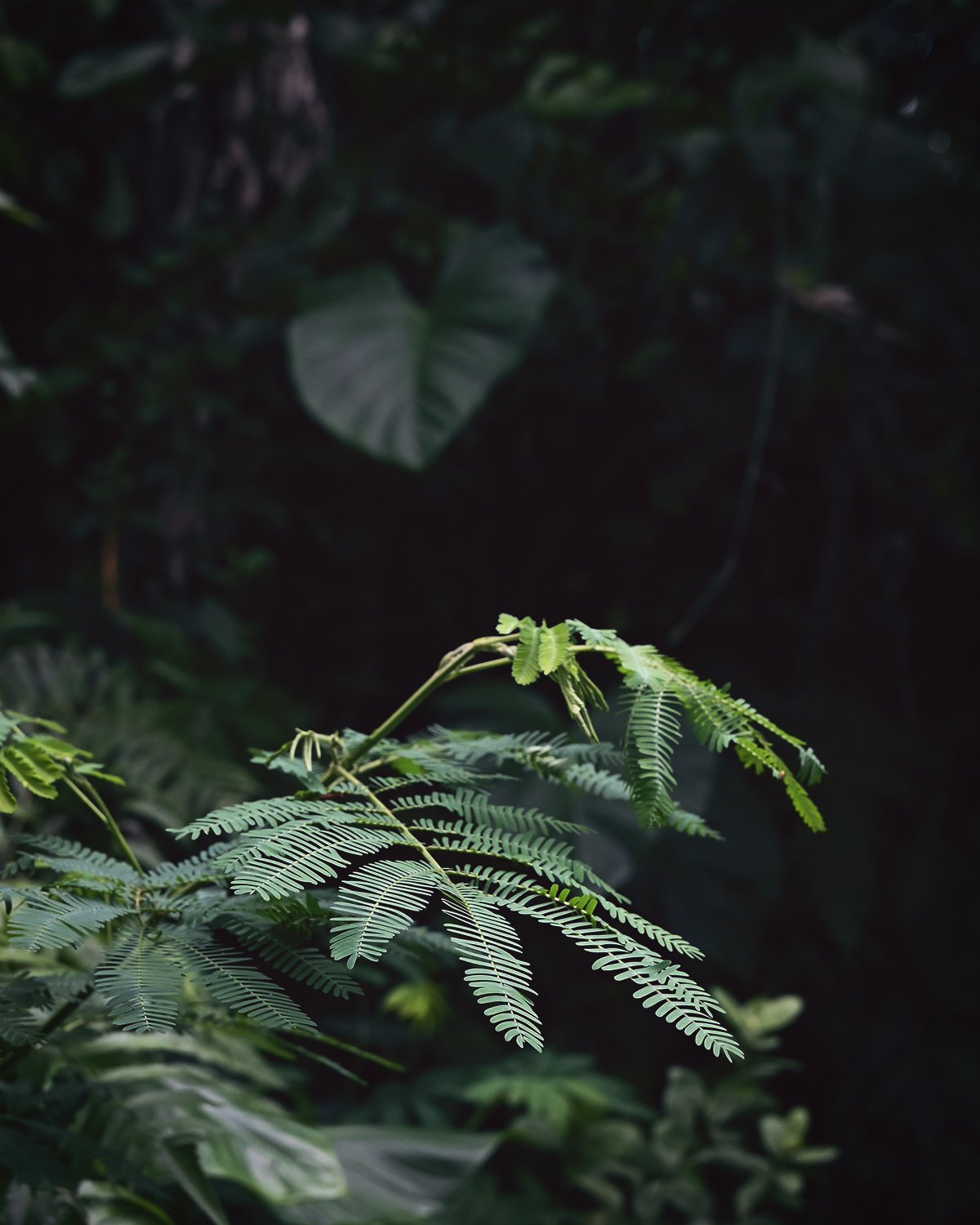 ThePunchCommunity_Buahan_ABanyanTreeEscape_23