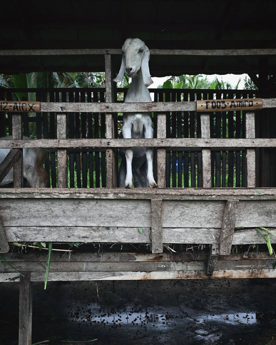 ThePunchCommunity_Buahan_ABanyanTreeEscape_28