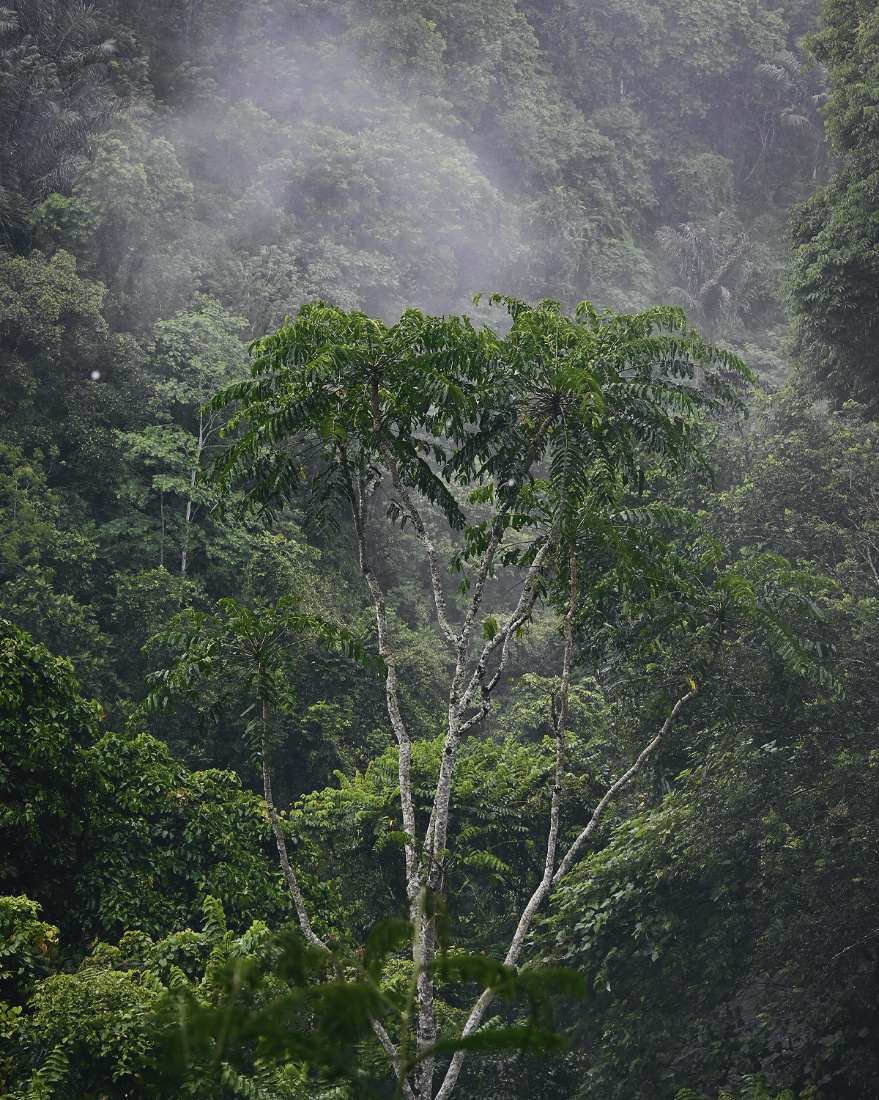 ThePunchCommunity_Buahan_ABanyanTreeEscape_33
